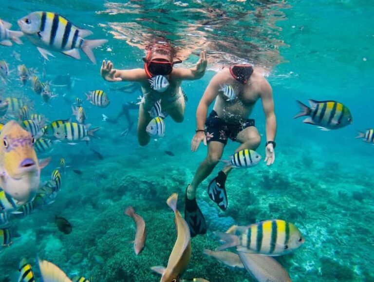 Zanzibar snorkeling +starfish and flowers garden corals - Assessing the Value
