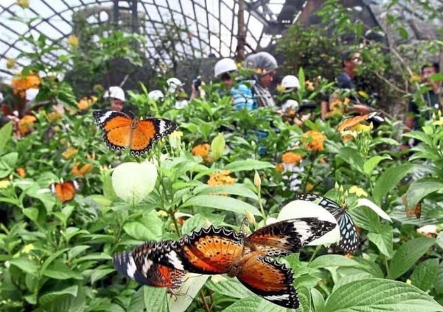 Zanzibar: Spice Farm, Butterfly Sanctuary, and Mangrove Tour - Butterfly Sanctuary: A Colorful Flight of Nature