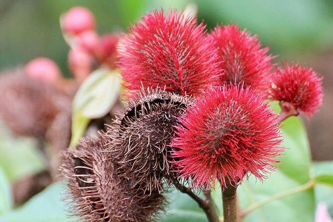 Zanzibar Spice Farm Half-Day Walking Tour - Frequently Asked Questions
