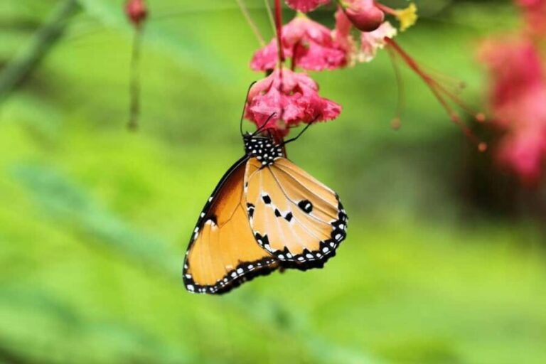 Zanzibar: Spice Farm, Jozani Forest & Butterfly Center Visit - The Sum Up