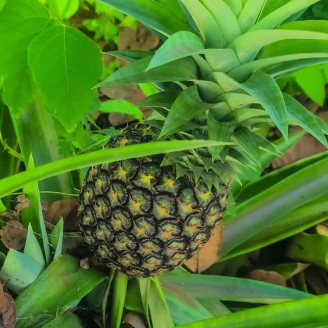 Zanzibar: Spice Farm & Prison Island with Free Tastings - The Value of This Tour