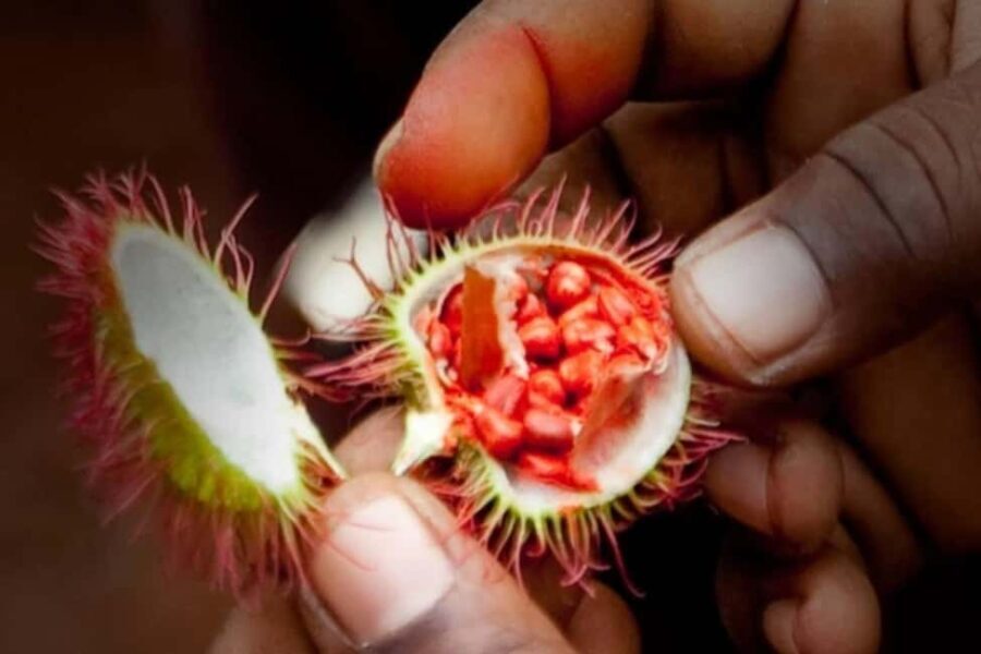 Zanzibar Spice Farm Private Guided Tour - Authentic Insights from Travelers