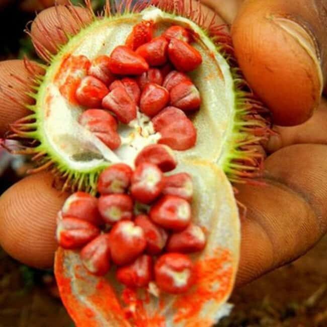 Zanzibar: Spice Farm tour and Stone Town Guided walking tour - A Well-Structured Itinerary