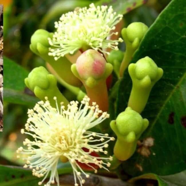 ZANZIBAR: Spice Farm tour, Jozani Forest & Salaam Cave - The Practical Side: What to Expect