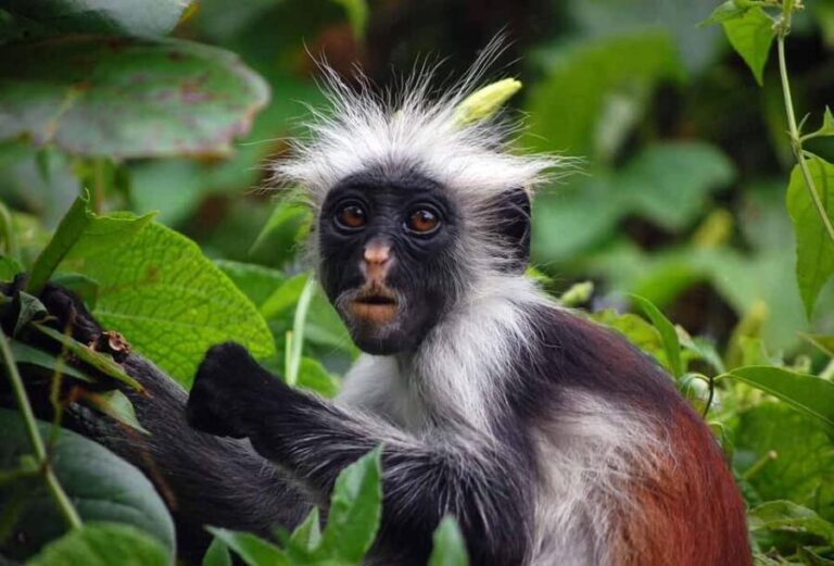 Zanzibar: Spice Farm Tour & Jozani with Lunch - Jozani Forest: Wild Encounters and Natural Beauty