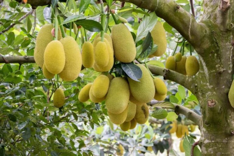 Zanzibar: Spice Farm Tour with Lunch & Tropical Fruits - Why This Tour Makes Sense for Travelers