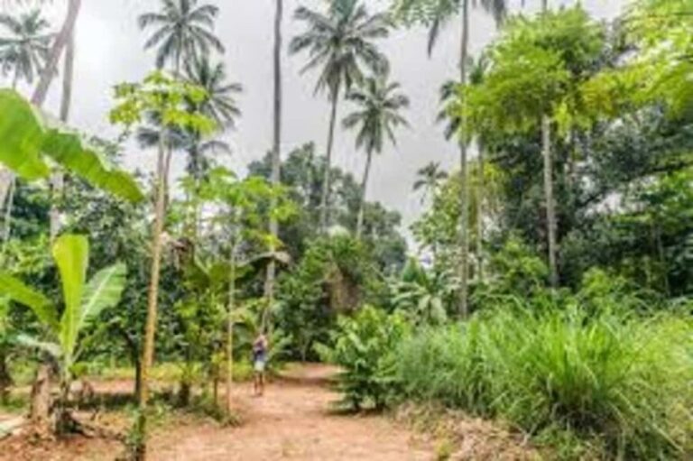 Zanzibar: Spice farm tour with Zanzibar fruits tasting - Who Will Enjoy This Tour?