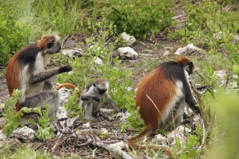 Zanzibar: Stone Town & Jozani Forest Day Tour - Who Is This Tour Best For?