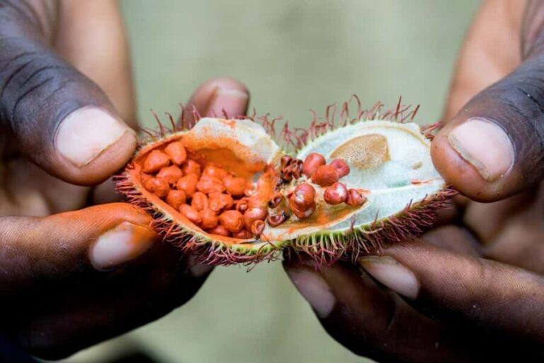 Zanzibar: Stone Town Tour & Spice Tour with Lunch - Exploring the Heart of Stone Town