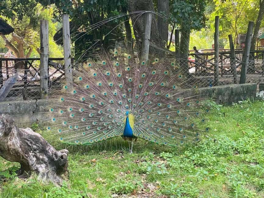 Zanzibar: Stone Town Walking Tour and Prison Island day Trip - Key Points