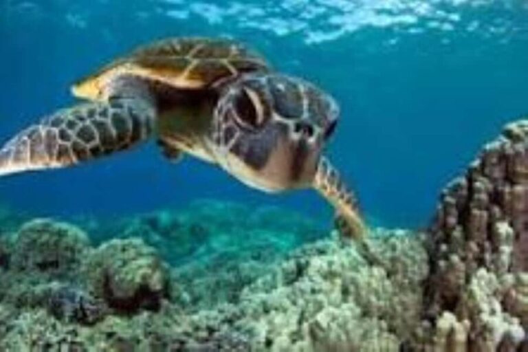 Zanzibar: Swim with Sea Turtles at Baraka or Salaam Aquarium - The Itinerary: What to Expect?