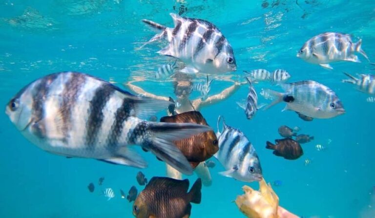 Zanzibar Swimming with Dolphins and snorkeling - Who Will Love This Tour?