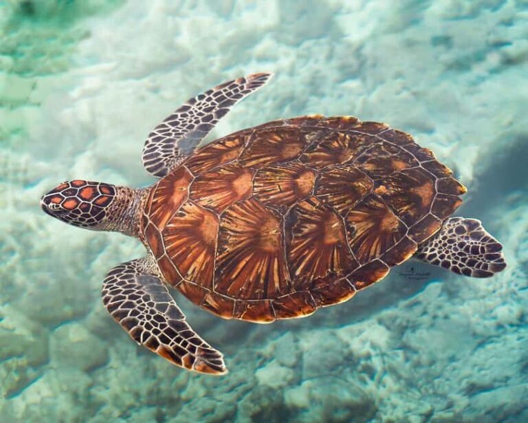 zanzibar swimming with sea turles and dolphins in kizimkazi - What to Expect on the Tour