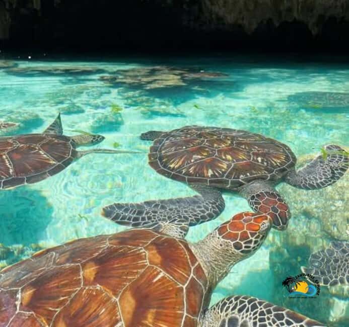 Zanzibar: Swimming with Turtles at Salaam Cave Aquarium - The Practicalities: What You Need to Know