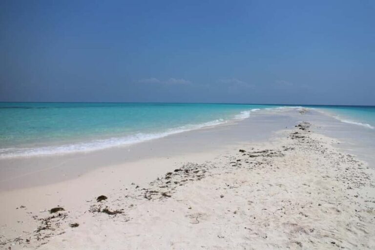 Zanzibar Tours: Mnemba & Dolphin Tour From Nungwi Or Kendwa - An Overview of the Experience