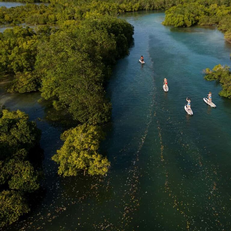 Zanzibar: Unique Guided Mangrove Tour by SUP or Kayak - The Experience in Detail