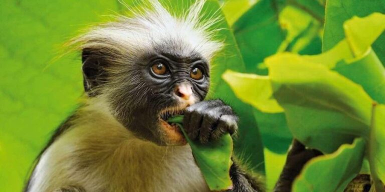 ZANZIBAR:Jozani Forest and Paje beach day trip - Practical Details: What to Expect and How to Prepare