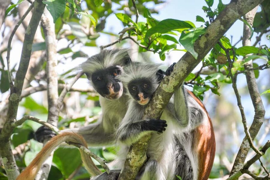 ZANZIBAR:Jozani forest,baraka aquarium and Kendwa beach - Kendwa Beach: Relaxation by the Indian Ocean