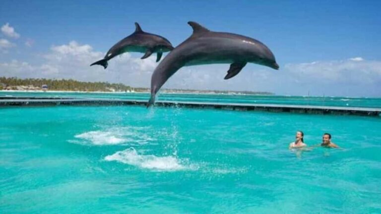 ZANZIBAR:Mnemba island, Baraka aquarium and Kendwa beach - Price and Value Analysis