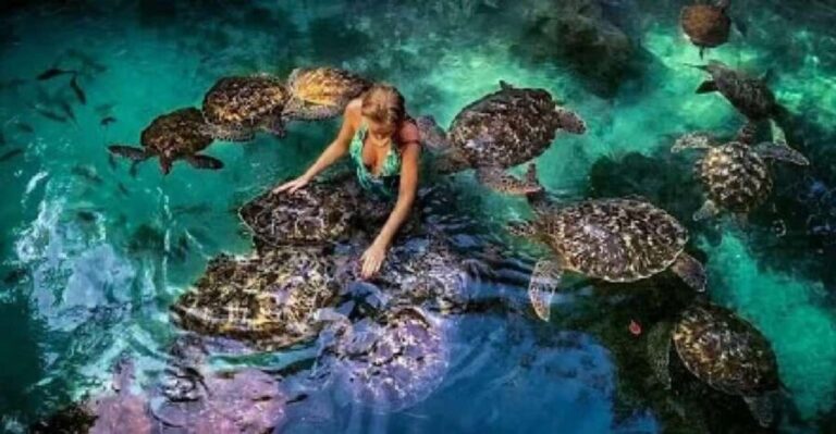 ZANZIBAR:Mnemba island, Baraka aquarium and stone town - Practical Tips for Travelers
