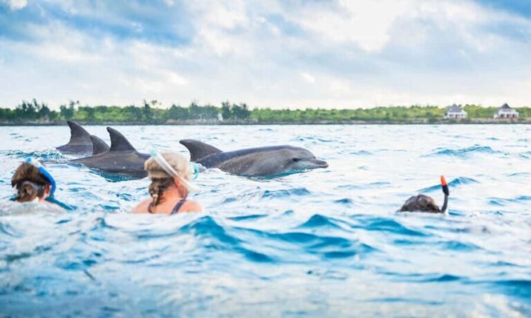 Zanzibar:Mnemba Island Full Day, Live Aquarium Turtle House - A Detailed Breakdown of the Itinerary