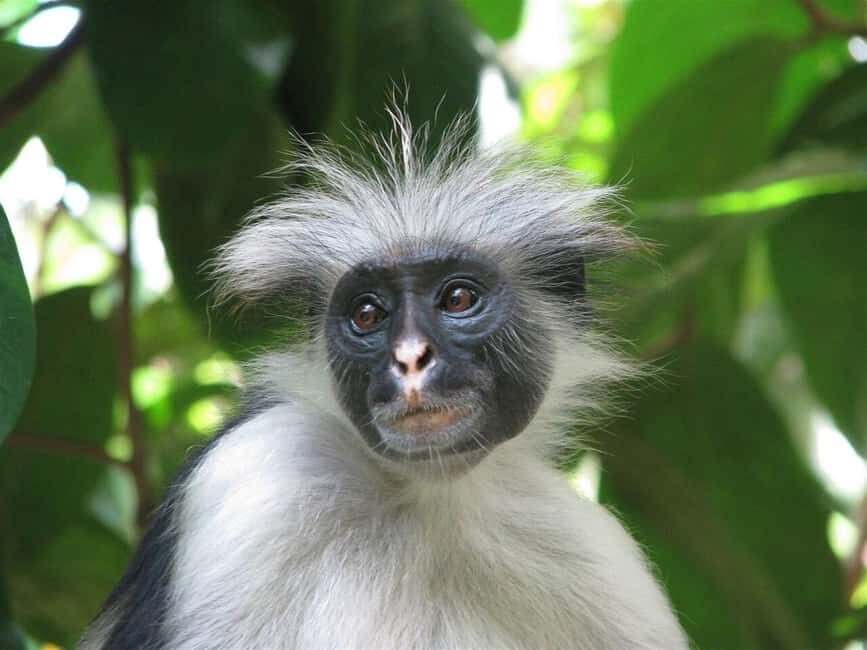 ZANZIBAR:Mnemba island, Spice farm and Jozani Forest - The Sum Up