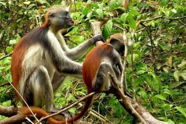 Zanzibar:Mnemba Snorkeling, red colorbus monkey & Stone Town - What to Expect: A Day of Diversity