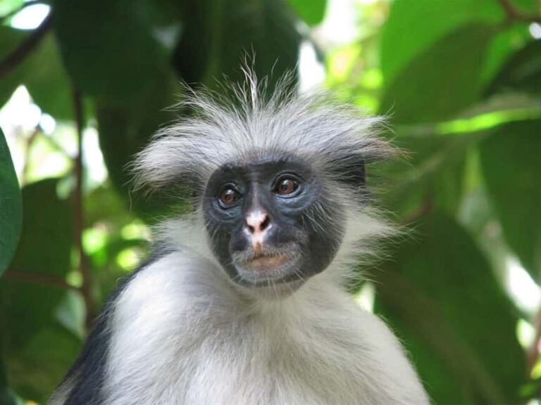 ZANZIBAR:Spice farm,Jozani forest and Kuza Cave - The Itinerary: A Day Packed with Highlights