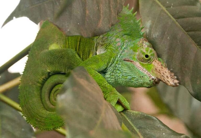 Zanzibar:Swim with Turtle Red colour monkey &Stone town tour - Who Will Love This Tour?