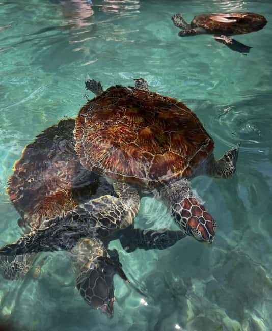Zanzibar:Swimming with turtles in salaam cave - A Close Look at the Salaam Cave Turtle Tour