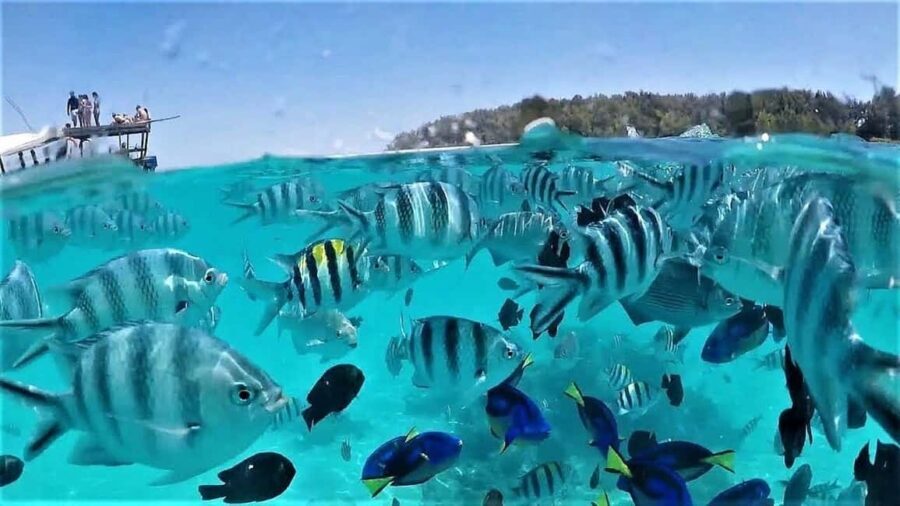 Zanzimaldives: Mnemba Dolphins, Zoo, Sea Turtles & The Rock - The Sum Up: Why This Tour is a Great Choice