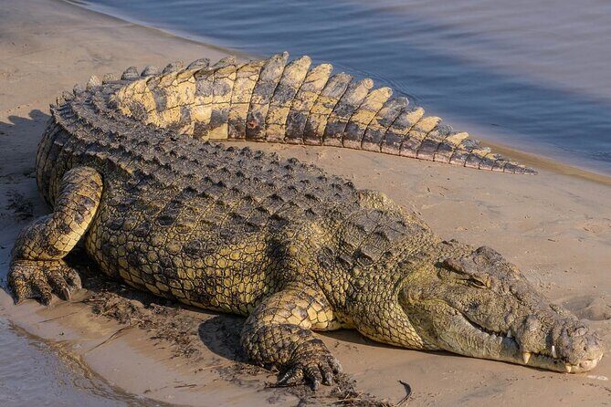 Zululand 5 Day Private Safari from Durban - Final Thoughts: Who Is This Tour For?