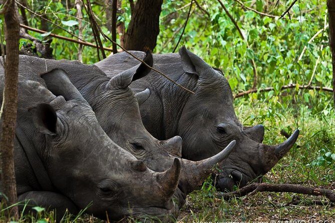 Zziwa Rhino Sanctuary Walking Safari - Reaching Zziwa: Rhino Encounters and Landscape Highlights
