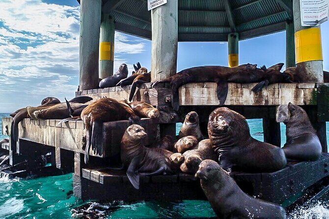 1.5hour Scenic and Wildlife luxury cruise - Analyzing the Value