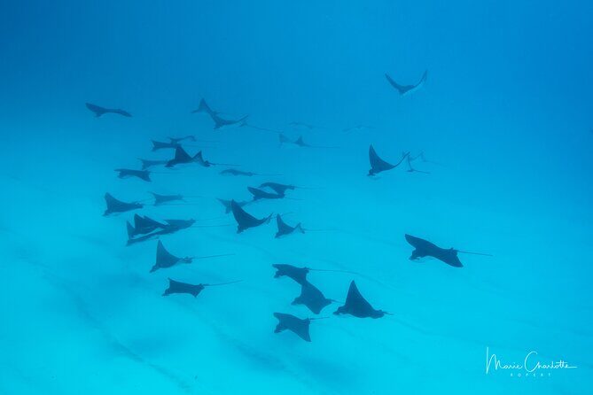 1 Afternoon Dive for Certified Divers in Bora Bora - Who Will Get the Most Out of This Tour?