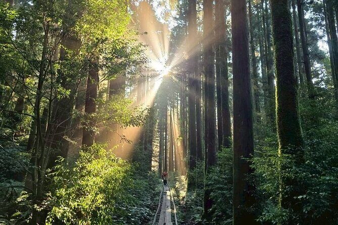 1 Day Jomon cedar Adventure - Why Choose This Tour?