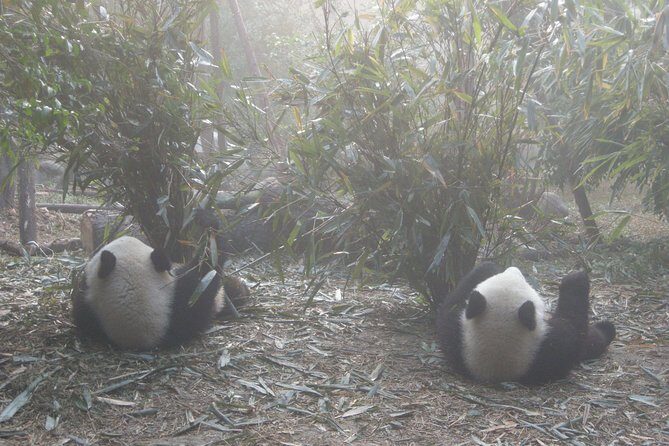 1-Day Panda Base and Mount Qingcheng Private tour from Chengdu - The Sum Up