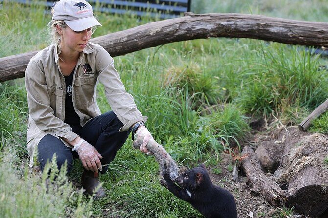 1-Hour Tasmanian Devil Feeding Day Tour at Cradle Mountain - The Price and Value