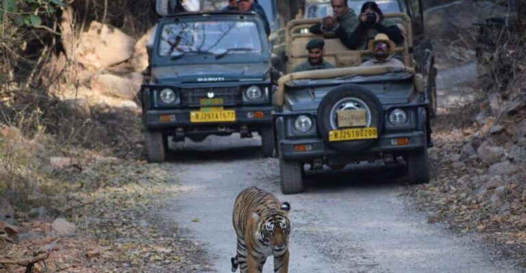 1 Night 2 Days Ranthambhore WildLife Tour From Jaipur - What Makes This Tour Stand Out?