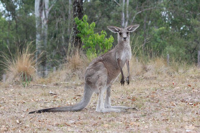 #1 Private Blue Mountains Tour by authentic story telling locals - Who Will Love This Tour?