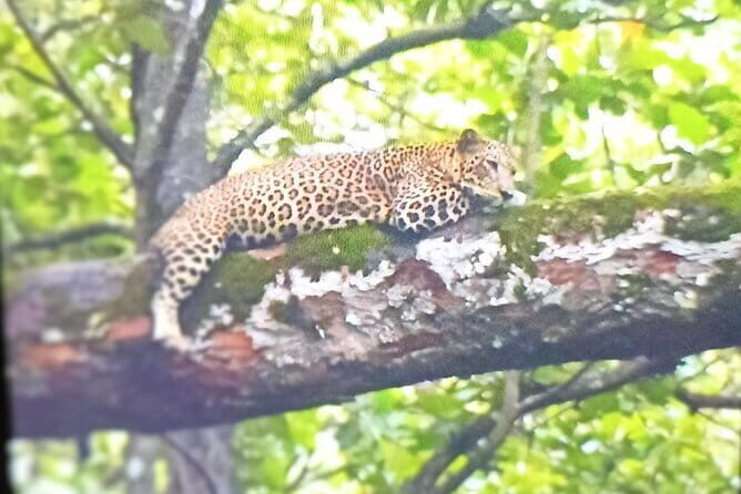 2 Day Bandipur Safari and Mysore Palace Tour - What’s Included and What to Expect