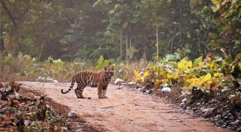 2 Day Jim Corbett National Park Tour From Delhi - Practical Tips for Travelers