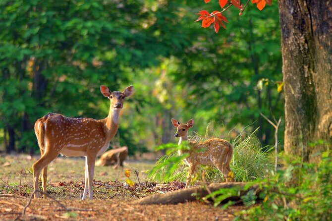 2 Day Jim corbett national park tour with 2 Safari - What Real Travelers Say