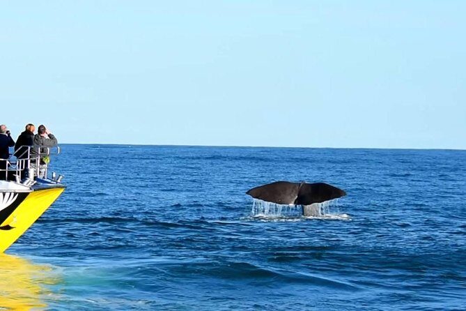 2 Day Kaikoura Whale and Dolphin Tour from Christchurch - Practical Tips and Considerations