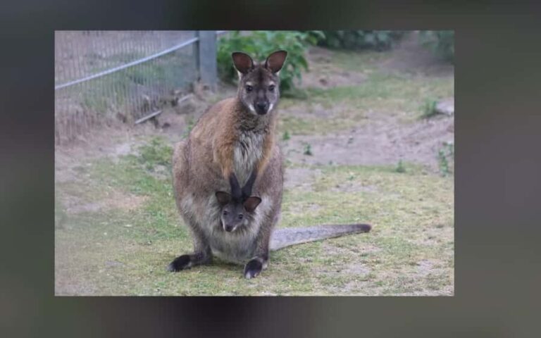 2-Day Kangaroo Island Private Tour - What’s Included and How It Matters
