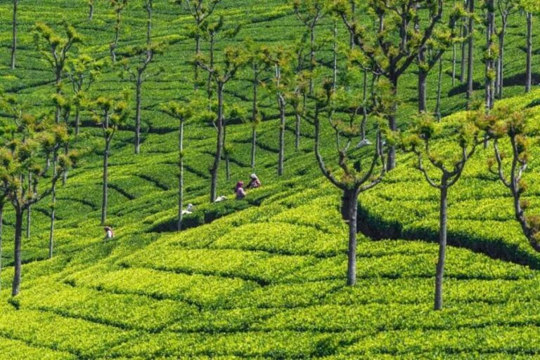 2-Day Ooty and Coonoor Sightseeing Tour - Coonoor: A Charmingly Quiet Retreat