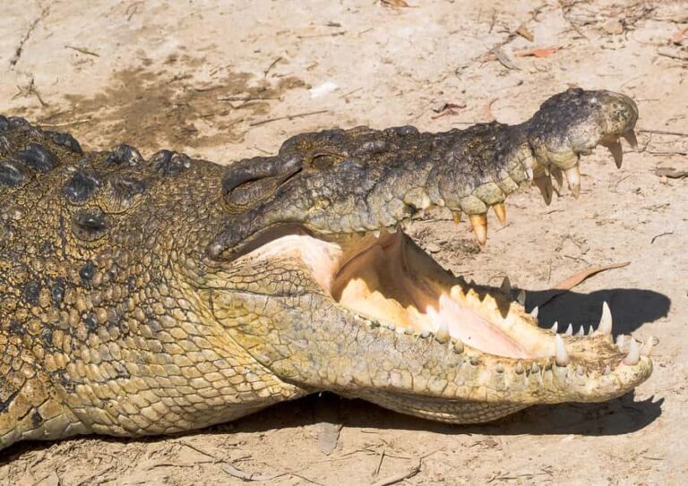 2-Day Paronella Park & Tablelands Tour+Cape Tribulation Tour - Who Will Love This Tour?