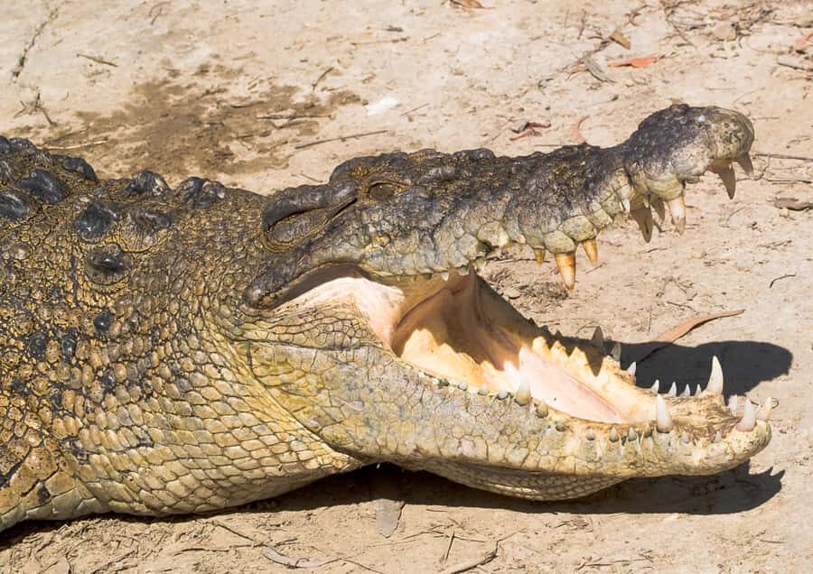 2-Day Paronella Park & Tablelands Tour+Cape Tribulation Tour - Who Will Love This Tour?