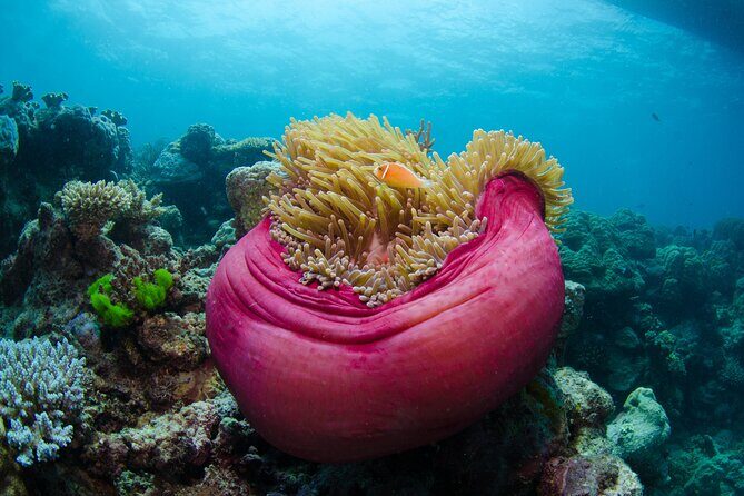 2-Day Snorkelling Experience - Great Barrier Reef Twin Share - What Reviews Tell Us