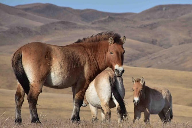 2 Days Hustai National Park and Nomadic homestay tour - What Makes This Tour Worth Considering?